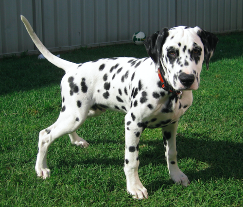 Buy a Dalmatian Puppy