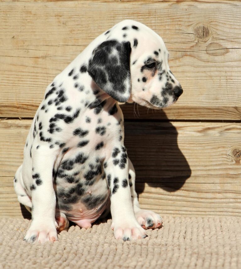 buy a dalmatian puppy