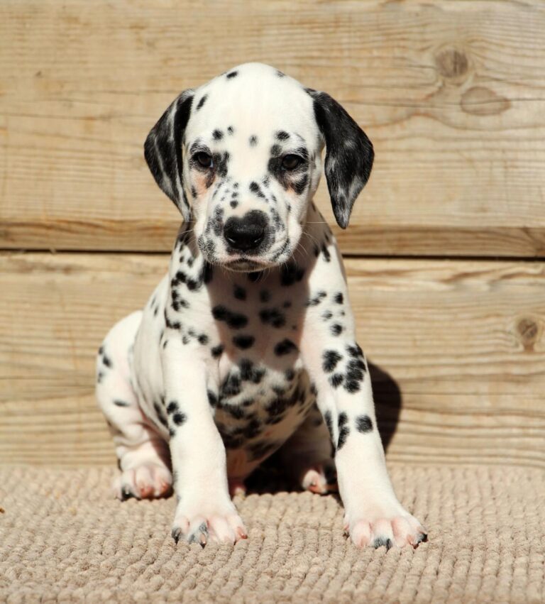 buy a dalmatian puppy