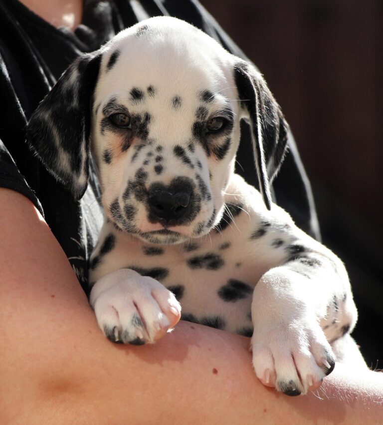 buy a dalmatian puppy