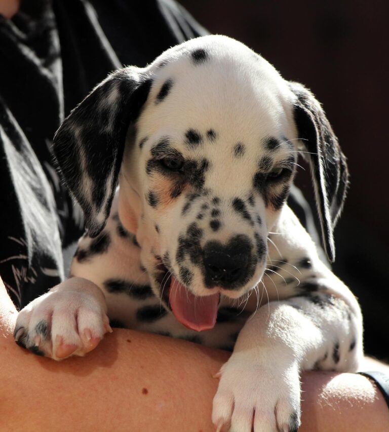 buy a dalmatian puppy