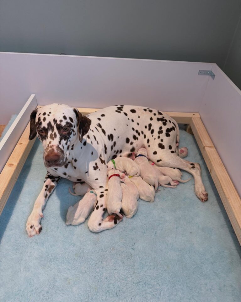 dalmatian puppy litters